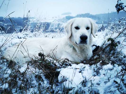 Dogorama Photo Challenge - Winterstimmung-Beitrag-Bild