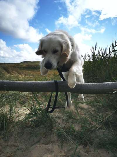 61. Handyfotochallenge - der springende Hund-Beitrag-Bild