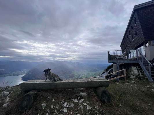 Hundetreffen-Spazierfreunde gesucht-Bild