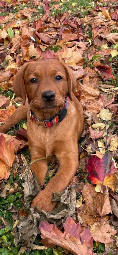 Hundetreffen-Welpen/ Junghunde Treffen-Bild