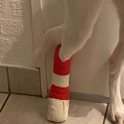 Tierarzt ja oder nein --> Krallenverletzung-Beitrag-Bild