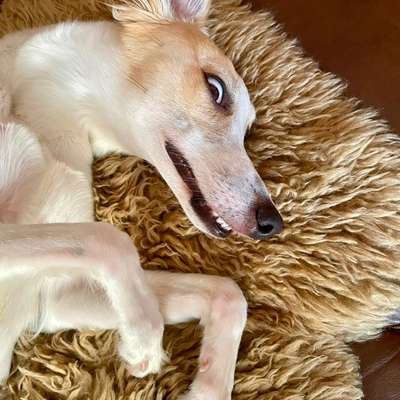 🎃🐶 Hund im Halloween-Kostüm – süß oder Stress pur?-Beitrag-Bild