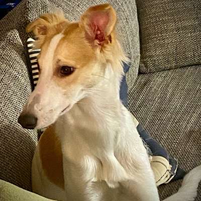 Whippet-Beitrag-Bild