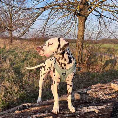 Hundetreffen-Junghund-Treff zum spielen und lernen-Bild