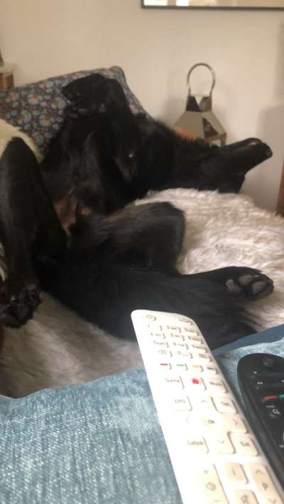 TierschutzhundeStammtisch🐕-Beitrag-Bild