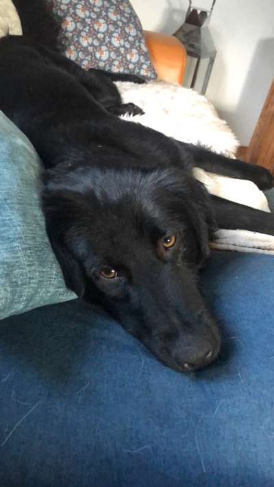 TierschutzhundeStammtisch🐕-Beitrag-Bild