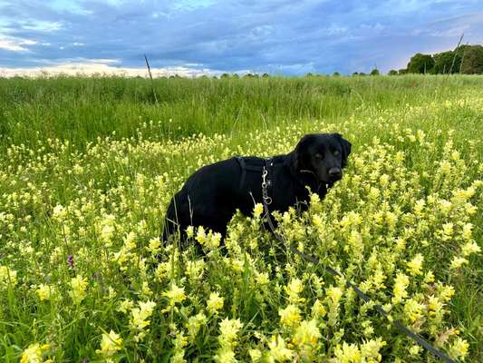 TierschutzhundeStammtisch🐕-Beitrag-Bild