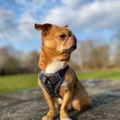 Hundetreffen-Hunde sitting-Profilbild