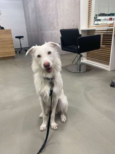 Podenco/Mischlinge hier? :-)-Beitrag-Bild