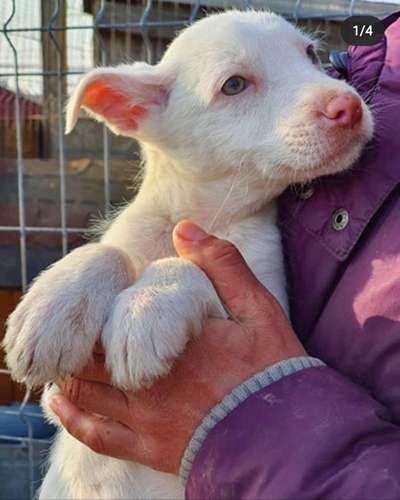 Welpen Bilder !-Beitrag-Bild