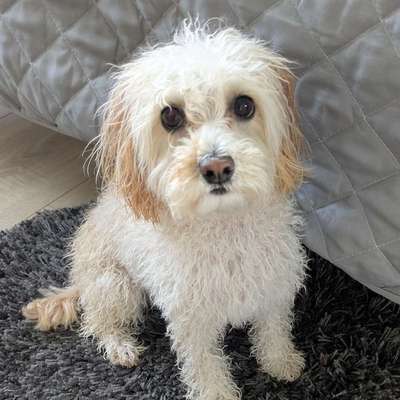Hundetreffen-Gassirunde und spielen/