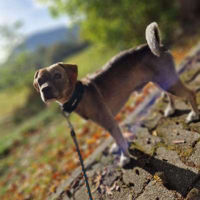 Hundetreffen-Gassirunde-Bild