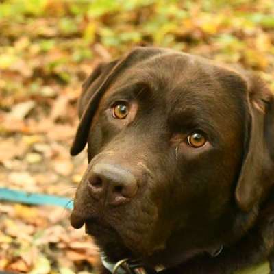 Hundetreffen-Hundefriends für Jungen Labrador gesucht ✨-Bild