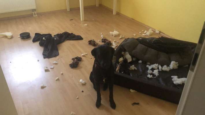 Zeig mir, dass du mit einem hund zusammenlebst....-Beitrag-Bild