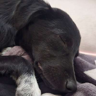 Hundetreffen-Suche Spielfreund:in und Hundesitter:in