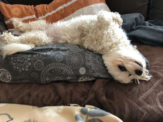 Die Dogorama Wochen Challenge-Beitrag-Bild