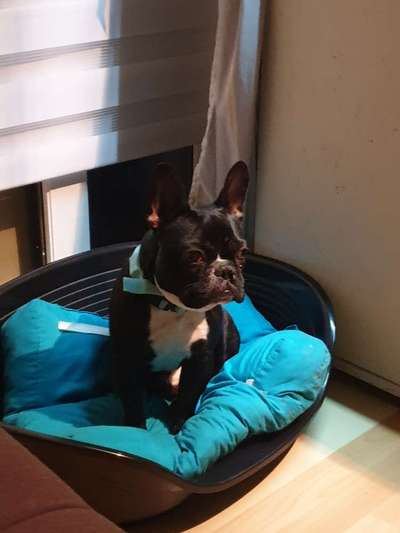 Französische Bulldoggen-Beitrag-Bild