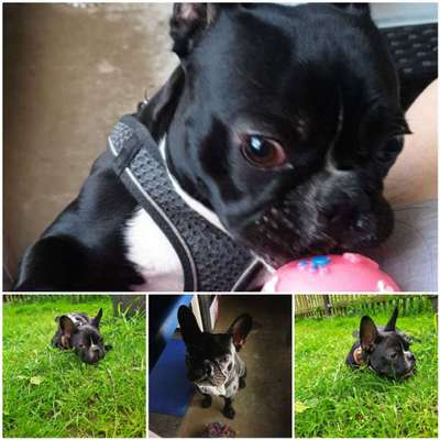 Französische Bulldoggen-Beitrag-Bild