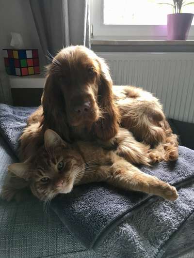 Die Dogorama Wochen Challenge "Friends will be Friends"-Beitrag-Bild