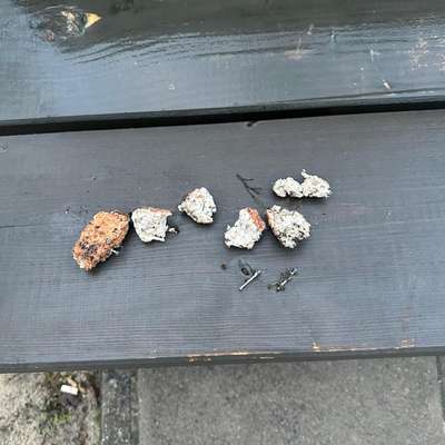 Giftköder-Fleischbällchen präpariert auf der Wiese-Bild