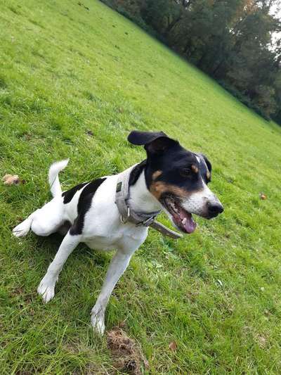 Jack Russel-Beitrag-Bild