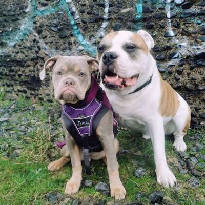 Olde English Bulldogge-Beitrag-Bild