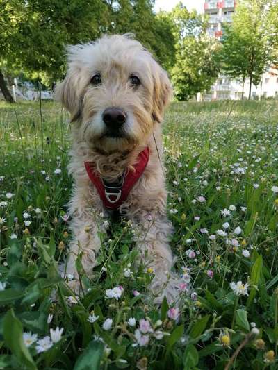 Hundetreffen-Möchtest du mit mir spielen? 🐶-Bild