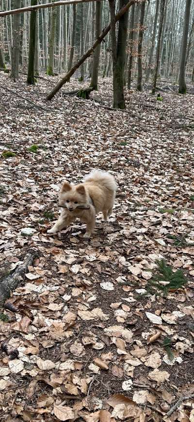 Hundetreffen-Neue Freunde finden-Bild