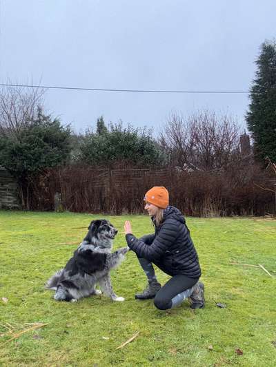 Hundetreffen-Kostenloses Training/Testkunden gesucht-Bild