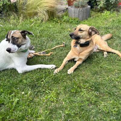 Hundetreffen-Souveräne ältere Hunde für Sozialkontakt - Spaziergang-Bild