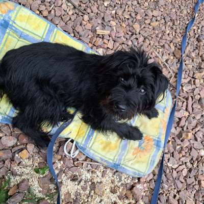 Hundetreffen-Spiel- und Gassifreunde gesucht🐕🥰-Bild