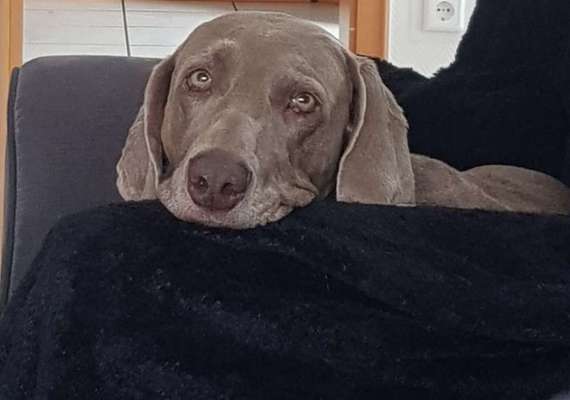 Dogorama Photo Challenge - Hundeblick zum hinschmelzen-Beitrag-Bild