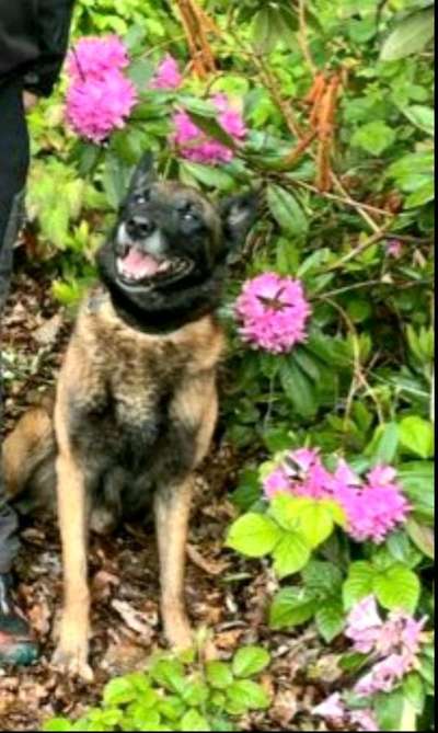 Die Dogorama Monats Challenge "Es grünt und blüht"-Beitrag-Bild