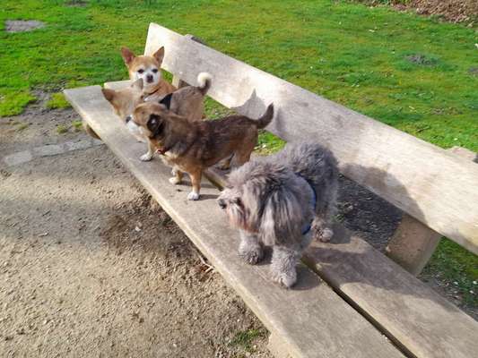Hundetreffen-Gassirunden im Park in Ellerau-Bild
