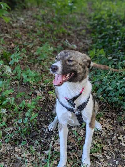 Hundetreffen-(Hunde-) Freunde gesucht-Bild