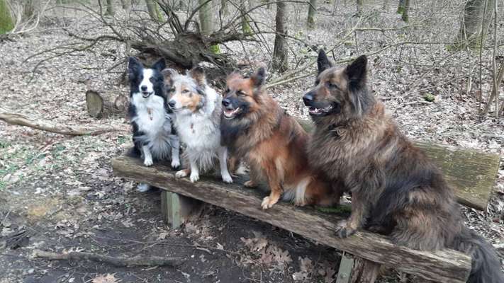 Die Dogorama Wochen Challenge "Friends will be Friends"-Beitrag-Bild