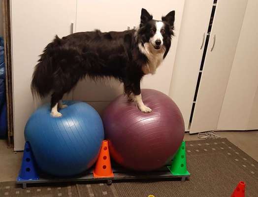 43. Fotochallenge-Zeigt mir eure Ball oder Frisbee verrueckten Hunde-Beitrag-Bild