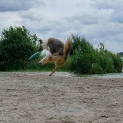 43. Fotochallenge-Zeigt mir eure Ball oder Frisbee verrueckten Hunde-Beitrag-Bild