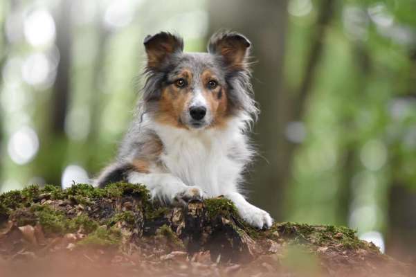 Die Dogorama Kalender Challenge Titelbild-Beitrag-Bild