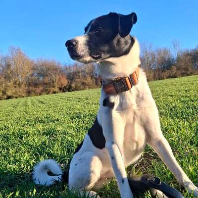 Hundetreffen-Treffen in Gera-Bild