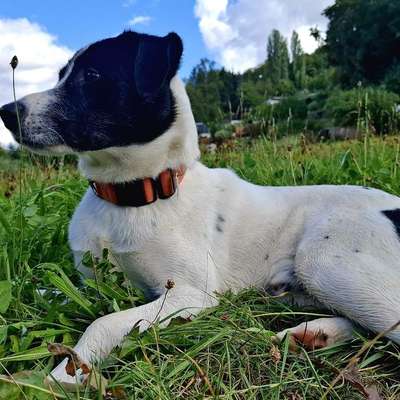 Hundetreffen-Treffen in Planitz Zwickau