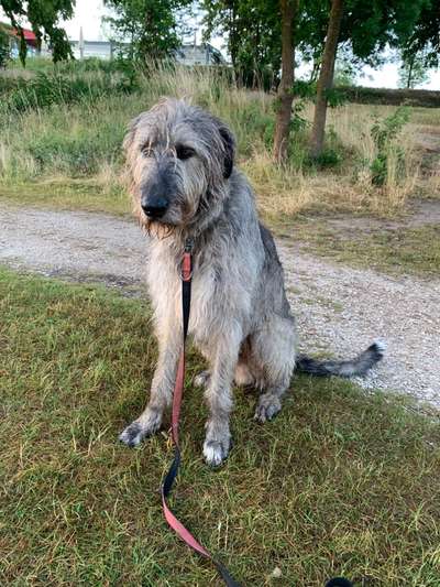 Hundetreffen-Gassirunden, Training und viel Spaß ☺️-Bild