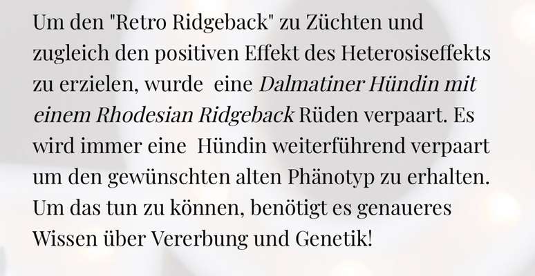 Rhodesian Ridgeback-Beitrag-Bild