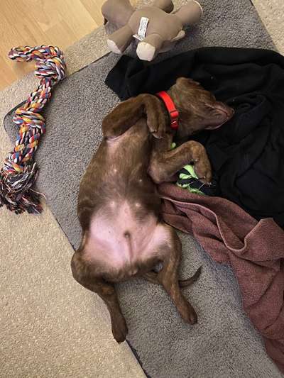 Rhodesian Ridgeback-Beitrag-Bild