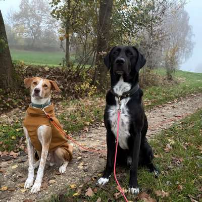 Hundetreffen-Hundebegegnungstraining-Bild