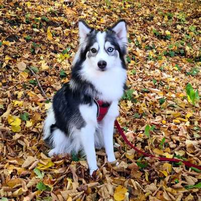 Spitz--Zwergspitz--kleinspitz---mittelspitz----Großspitz--Wolfsspitz-Beitrag-Bild