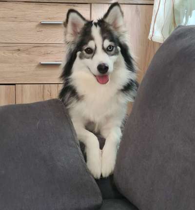 Mischlinge raten - Rätselspaß-Beitrag-Bild