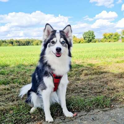 Seltene Rassen!-Beitrag-Bild