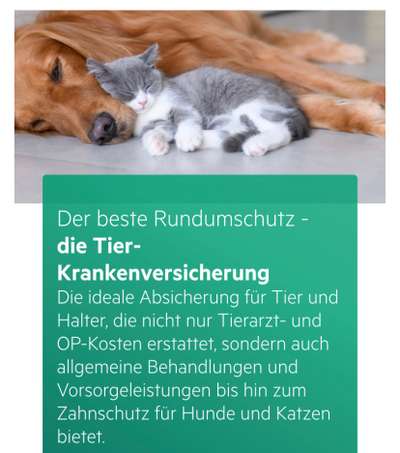 Weitere Unternehmen HanseMerkur - Poramet Kanjanakaew in Würzburg Würzburg Altstadt – Dogorama