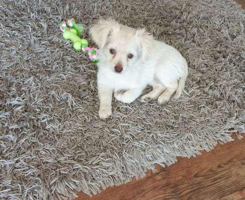 Welche Rassen könnten das sein ?!-Beitrag-Bild